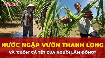 Tết của người Lâm Đồng đã bị ‘chìm’ theo vườn thanh long trong lũ? | Tin nhanh