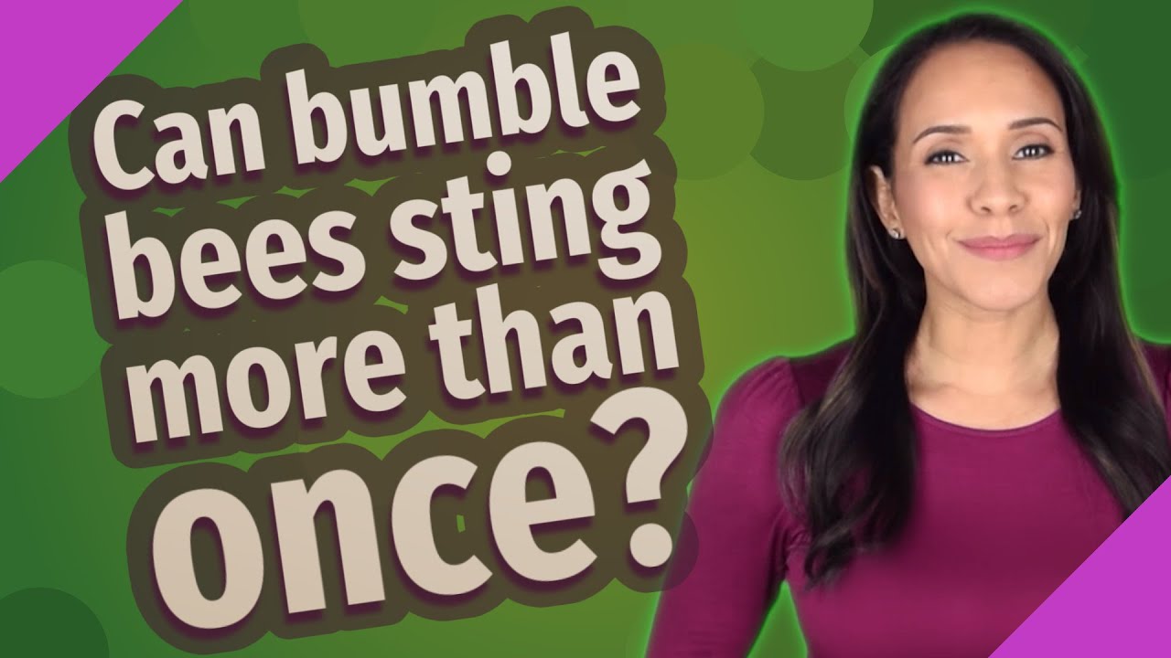 Can bumble bees sting more than once?
