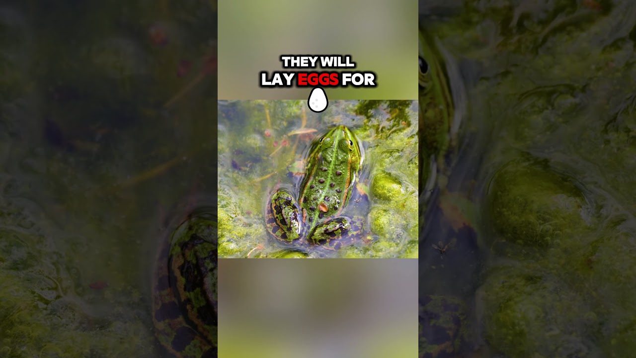 Frogs Used for Pregnancy Tests? Discover This 1940s Method! 🐸😲 