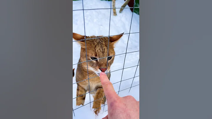 Video 11148561: chausie, f5, f2, f1, cat