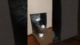 Funny Cats 😹 Episode 80 #Shorts