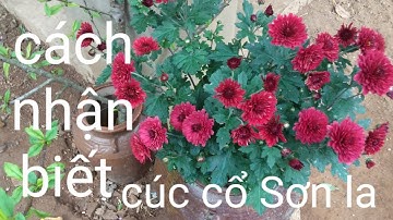cách nhận biết cúc cổ Sơn la ẩm thực và tự nhiên p31