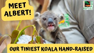 Meet Albert The Tiny Koala Joey Australian Reptile Park