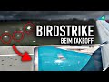 Birdstrike! Airbus A330 muss umdrehen | AeroNews