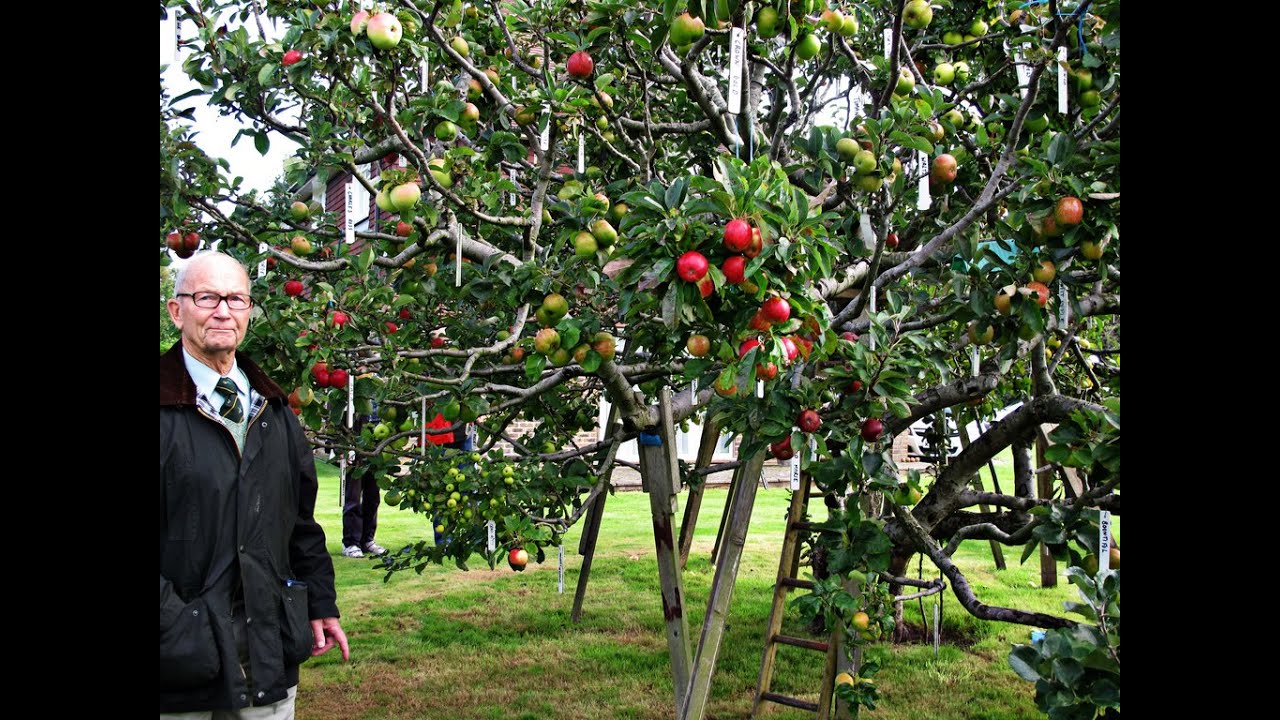 GEMPAR Pohon APEL Ini Tumbuh Bermacam Macam Buah YouTube