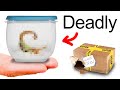 I Bought the Worlds Most Venomous Scorpion