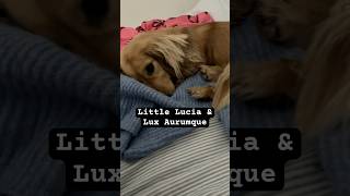 Little Lucia & Lux Aurumque
