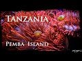 Tanzania 🇹🇿 2022 - Pemba Island, un