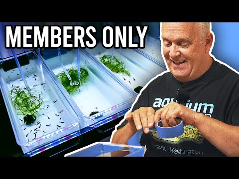 How To Make Dean's DIY Fry Trays [Members Only]