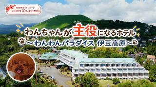 【視聴者限定10%OFF】リニューアルした「わんわんパラダイス 伊豆高原」で愛犬と最高の休日