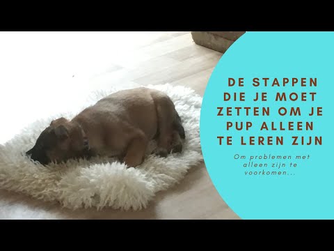 Video: De top 23 hondvriendelijke steden om je pup op te nemen