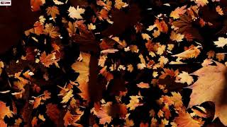 Delicate Steve - Seasons -2 Hours Loop