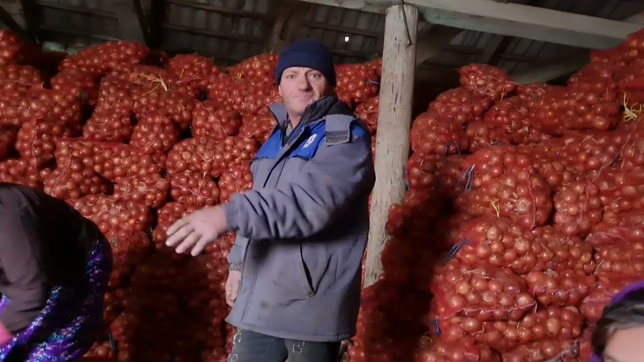 Sute de tone de ceapa la Nucareni riscă să se piardă