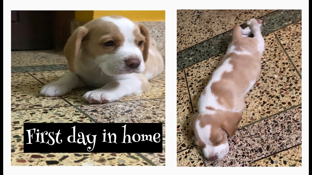 First day in home | Lemon beagle