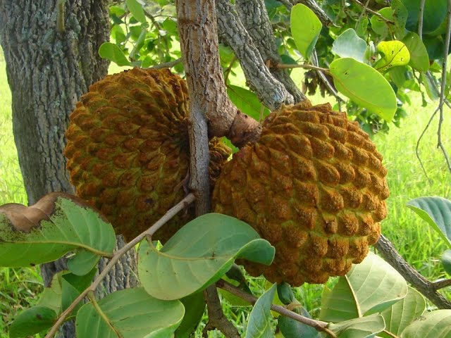 PÉ DE MAROLO ARITICUM Annona Coriacea - YouTube