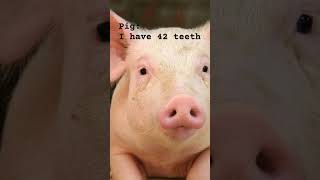 Most snails have about 14k - 20k teeth #shorts #viral #snail #teeth