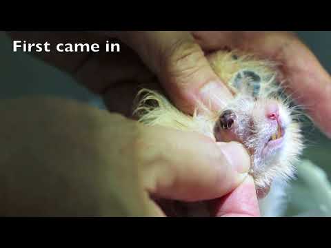 Video: Enteritis Yang Diinduksi Antibiotik Pada Hamster