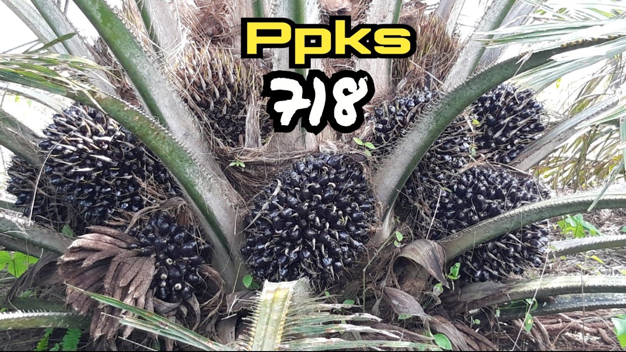 sawit ppks 718 3tahun