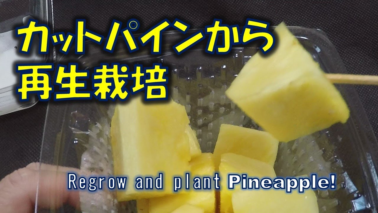 パイナップル 再生栽培 カットされたブロック状のパインでも 再生できるか Regrow And Plant Pineapple Youtube