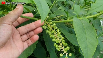 Cảnh giác với Cây Thương Lục có độc, đừng nhầm lẫn với Nhân Sâm