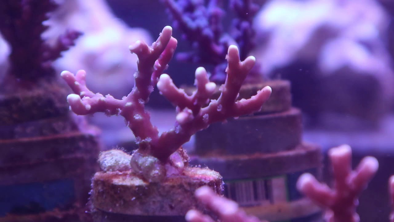 世界のとれたて海水魚 通信販売 の日海 Web Com 日海センター ミドリイシ24 1126 ミ下