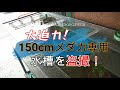 【メダカ】大迫力！150cmのメダカ水槽