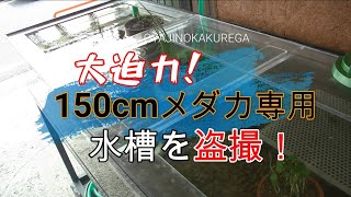 【メダカ】大迫力！150cmのメダカ水槽