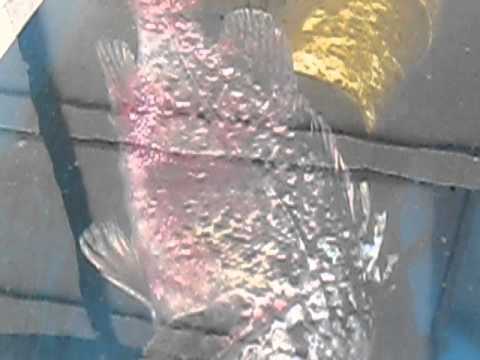 fish stuck in filter - YouTube