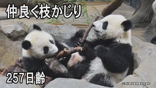 仲良く枝かじりだよー　双子のパンダ 257日齢