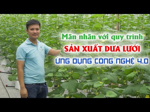 Video Dùng xơ dừa trồng dưa lưới cho hiệu quả bất ngờ || Kỹ... - youtube