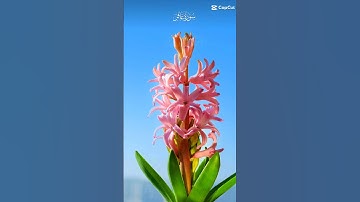 سورة غافر #اذكار #اكسبلور  ما اجمل صوت القرآن