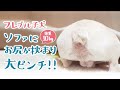 フレンチブルドッグ子犬がソファにお尻が挟まるおもしろ動画 [最後の方でフレブル坊にイタズラしてみたよ]