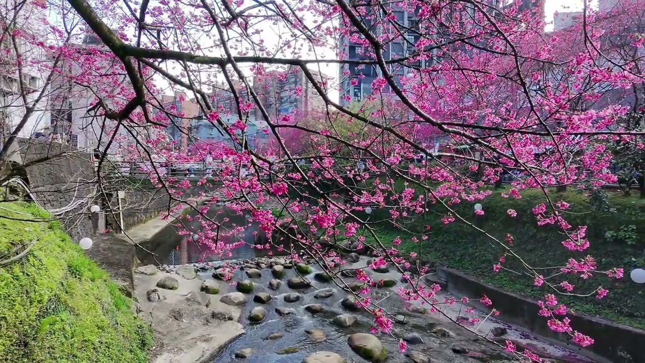 DJI NEO x 康誥坑溪櫻花大道