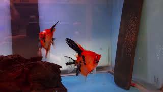 Proven Red Devil Angelfish Pair 4133