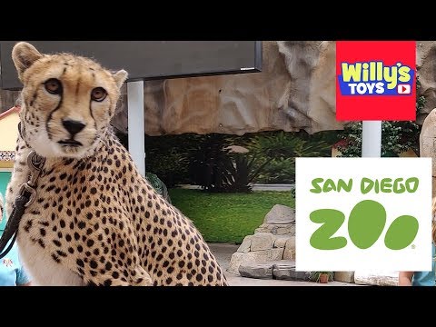 Video: Udhëzues për Biletat e Kopshtit Zoologjik të San Diegos