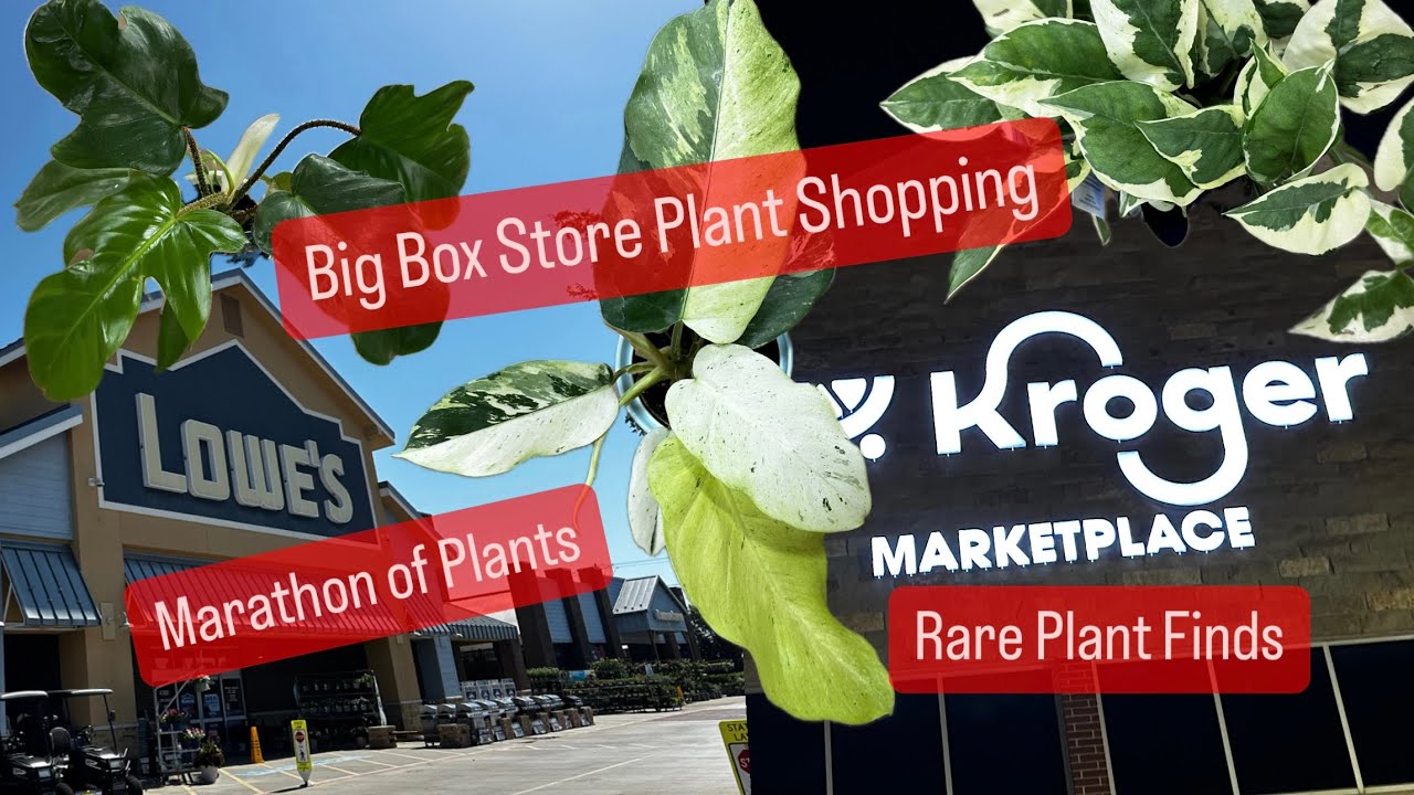 Big Box Store Plant Shopping Grocery Store Plants Compilation Marathon Shopping for Houseplants