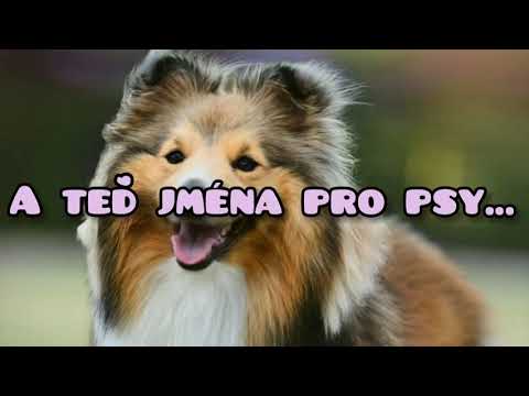 Video: Které plemeno psa mám vybrat?