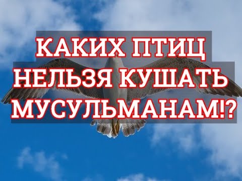 А ВЫ ЗНАЕТЕ КАКИХ ПТИЦ НЕЛЬЗЯ КУШАТЬ МУСУЛЬМАНАМ!? УЗНАЙТЕ!