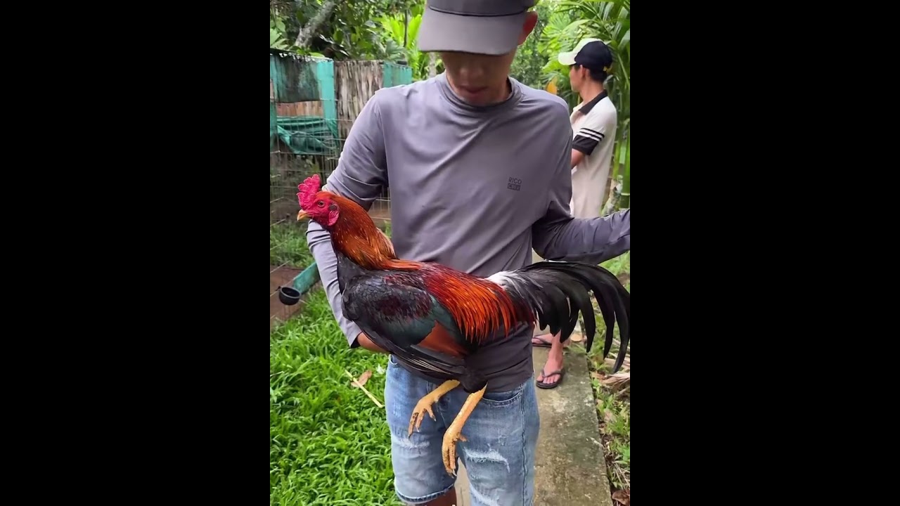Gà Tơ Mới Vô. #gachoivietnam #hieubentre #chicken #tigatuyen #mientay #cambodia #shorts #hungcantho 