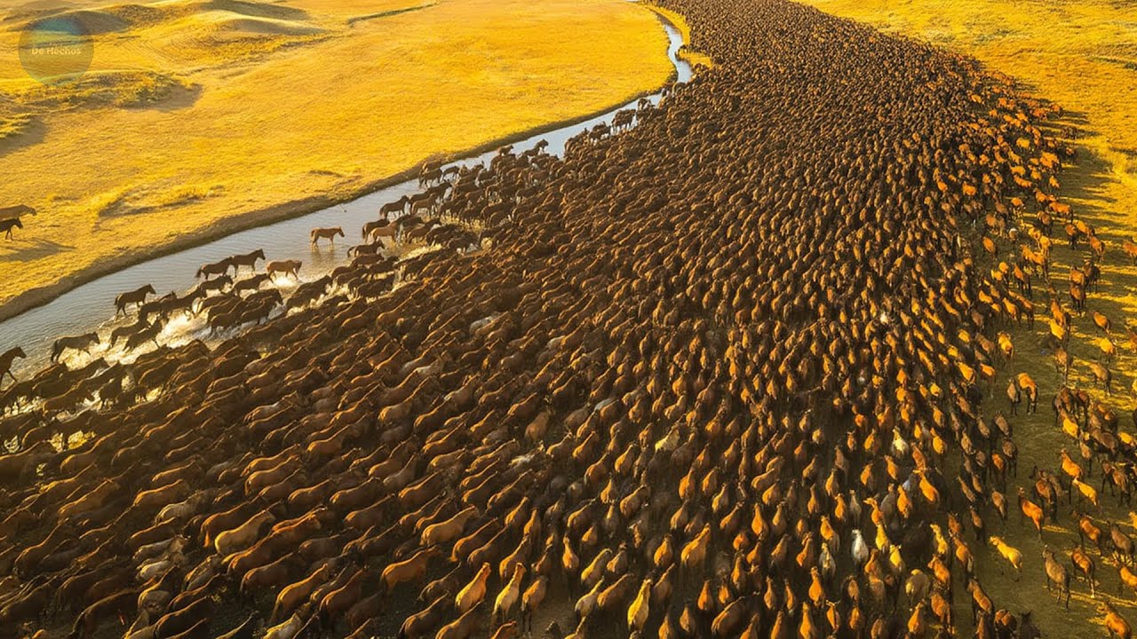 Liberaron 8 CABALLOS En Peligro En El Desierto | Mira Lo Que Pasó 40 AÑOS Después