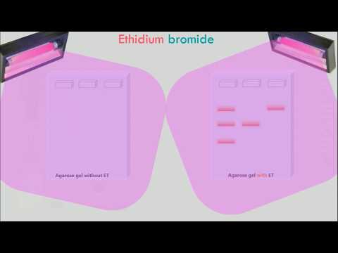 Agarose Gel Electrophoresis Animation