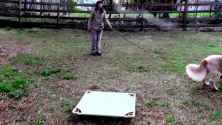 Golden Retriever, Day 2 Jumping, Recall, Loose Leash - Dog Trainer by Dog Trainer 41 views 9 years ago 3 minutes, 18 seconds