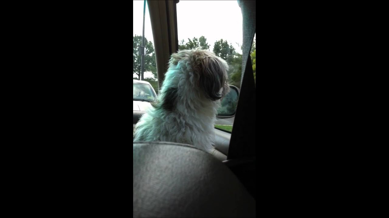 Hilarious dog making weird noises YouTube