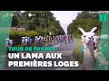 Au tour de france ce lama en bord de route nest pas pass inaperu