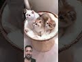 🐈⬛Cute Cate!Shortblog! #cat #kitten #cute #catlover #shortsfeed #shorts #reaction 😍