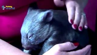 CUTE ORPHANED BABY WOMBAT FEEDING   1080P