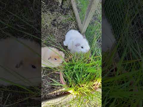 August, I said goodbye to Dotty and Pearl.