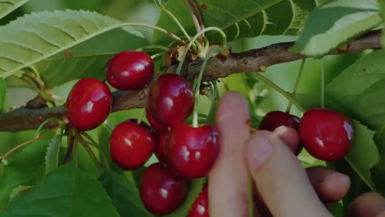 Hood River Orchard Property Off Market