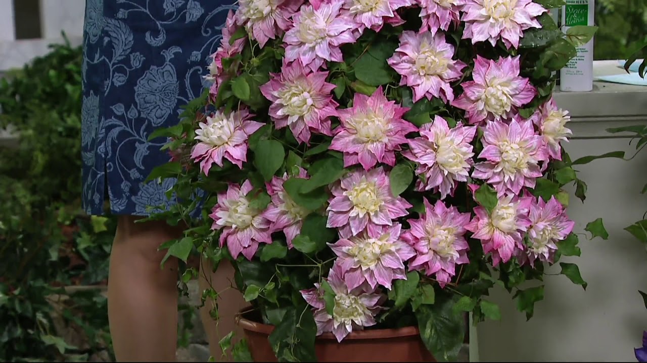 Roberta S 3 Piece Long Blooming Double Clematis On Qvc Youtube