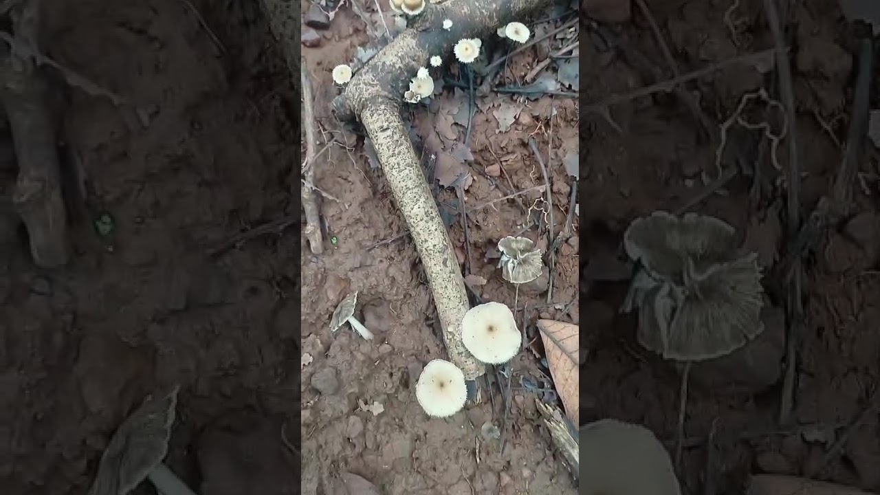 Lentinus arcularius in Goa September 2025